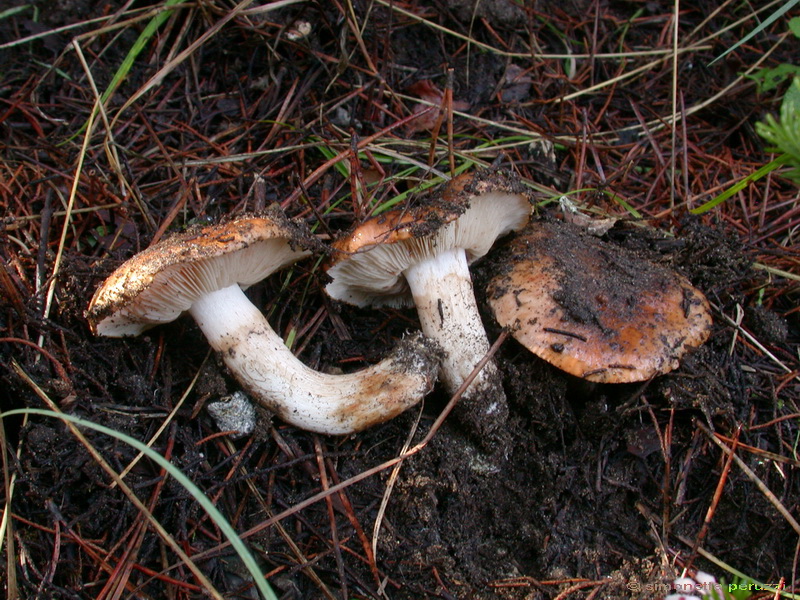 Funghi delle dune e retrodune...